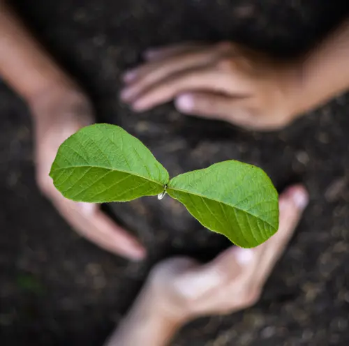 Hender som holder plante